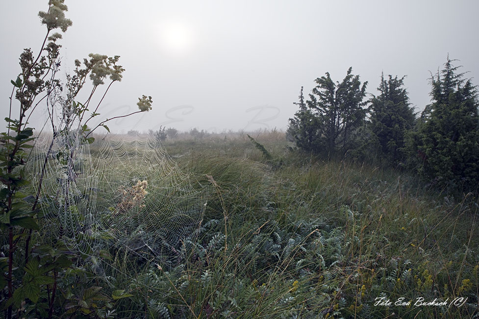 Foto av Eva Bucksch